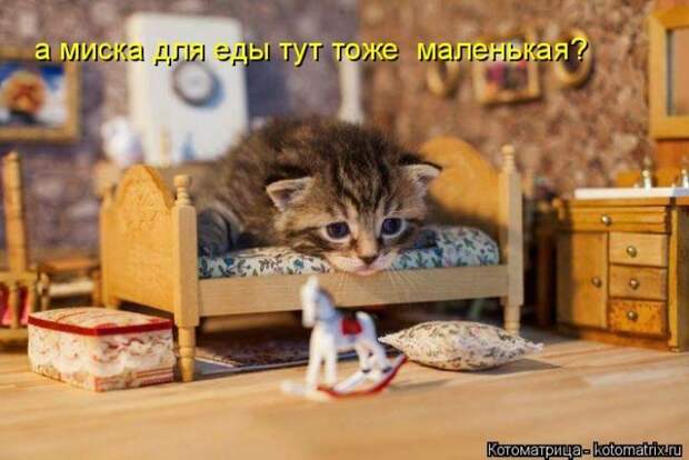 Лучшие котоматрицы недели