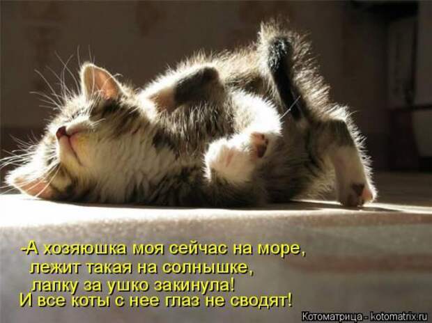 Котоматрицы (картинки с надписями)