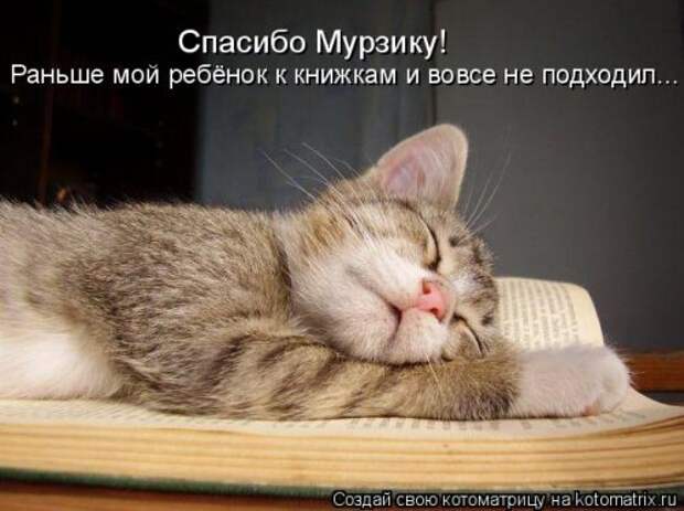 Котоматрица для хорошего настроения (35 фото)