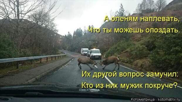 Лучшие котоматрицы недели