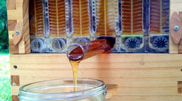 honey-on-tap-flow-hive-stuart-cedar-anderson-4