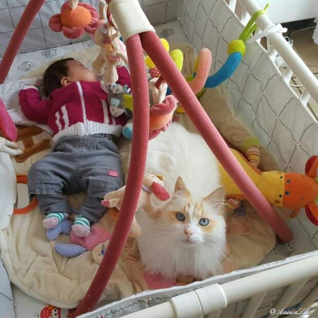 Кошка полюбила малыша еще до рождения и превратилась в отличную няньку дети, животные, кот, кошка, мать