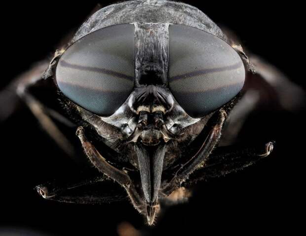 Tabanus atratus