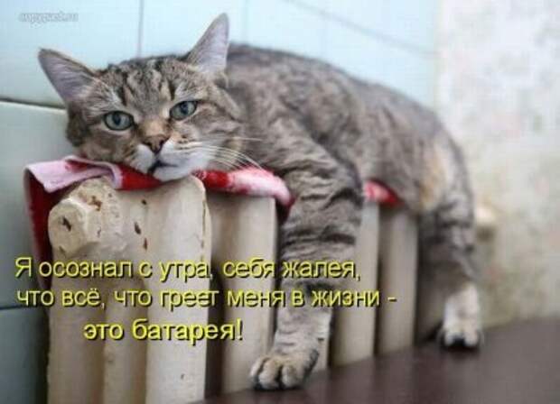 Котоматрицы: Мысли вслух