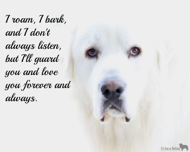 A true Great Pyrenees <3