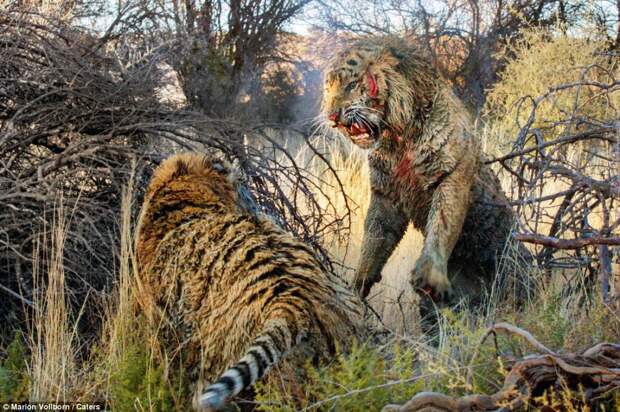 Драматическая схватка двух тигров схватка, тигр, хищник