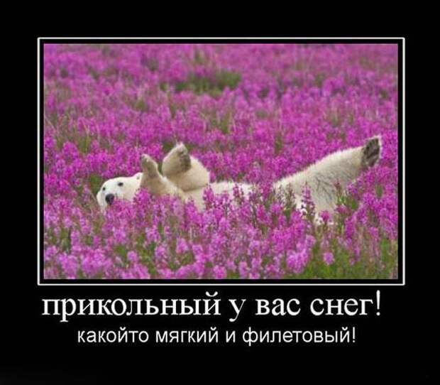 Демотиваторы (50 фото)