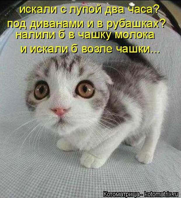 Лучшие котоматрицы недели (50 фото)