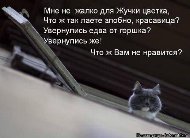 Лучшие котоматрицы недели