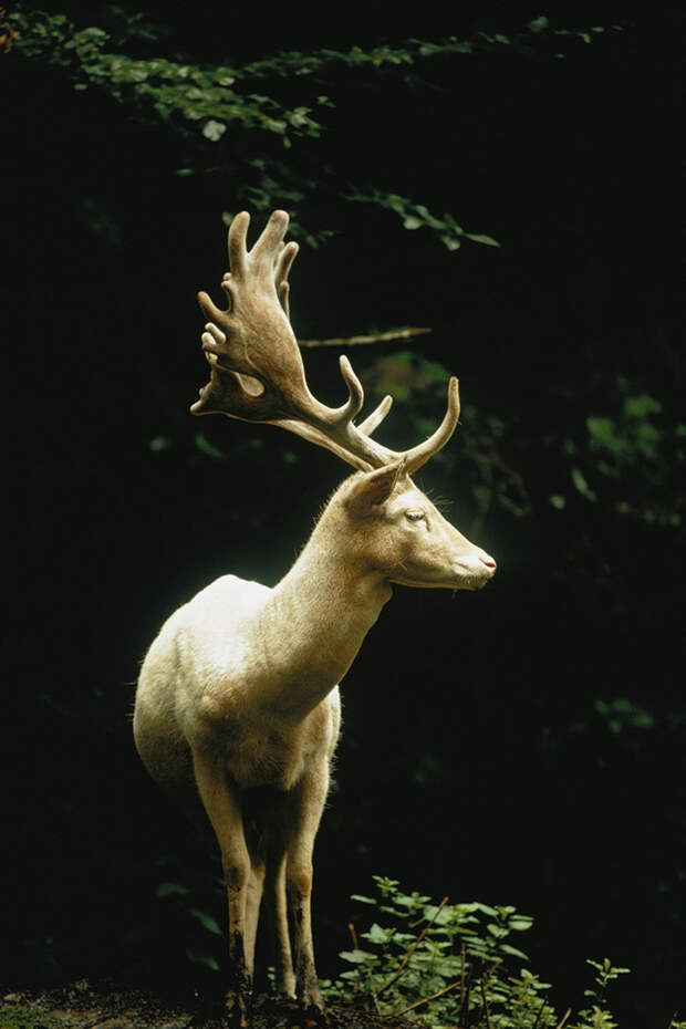 2. Самец белой лани в лесу. Швейцария, 1973 national geographic, история, природа, фотография