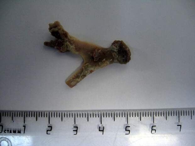 Кость из кишечника собаки