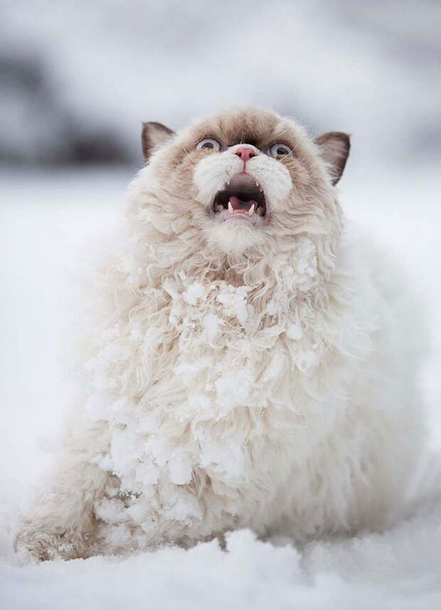 Животные, которые видят снег впервые в жизни. Эти волшебные фото подарят тебе зимнее настроение! животные, снег