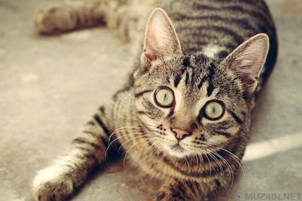 Факты, которые кажутся вымышленными, но являются правдой