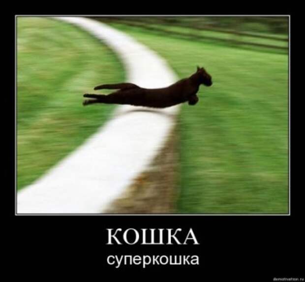 Демотиваторы про котЭ