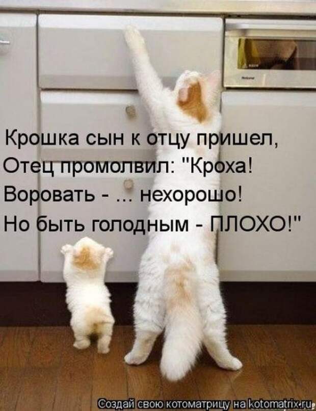 Сборник весёлых котоматриц (35 шт)
