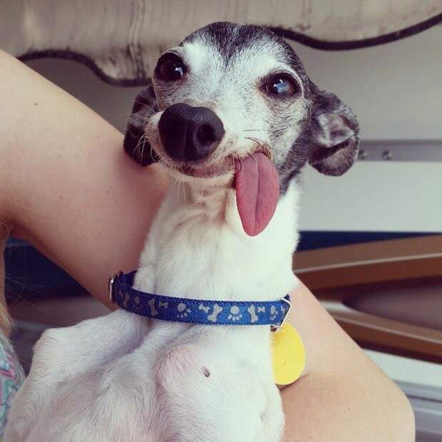 Zappa dog, двойник Сида из Ледникового периода, собака Заппа, собака с высунутым языком