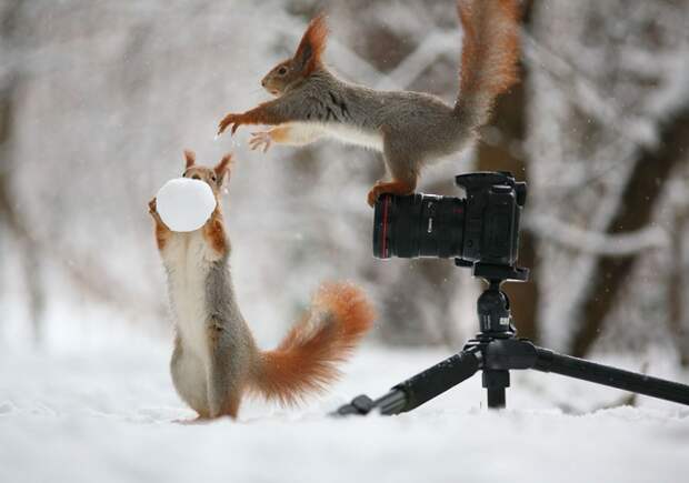 Как белки в снегу играли - фотограф Вадим Трунов