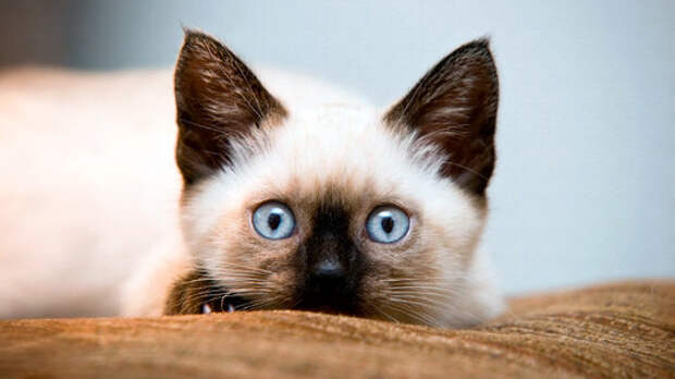 Санёк из табакерки