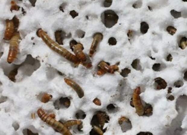 15693-worms_news_1024