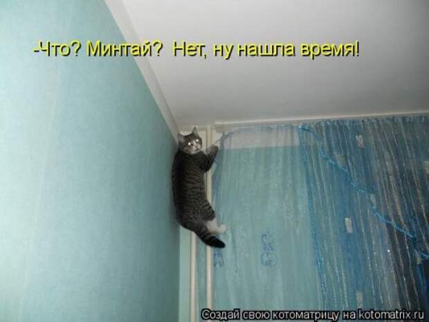 Свежая котоматрица (33 фото)