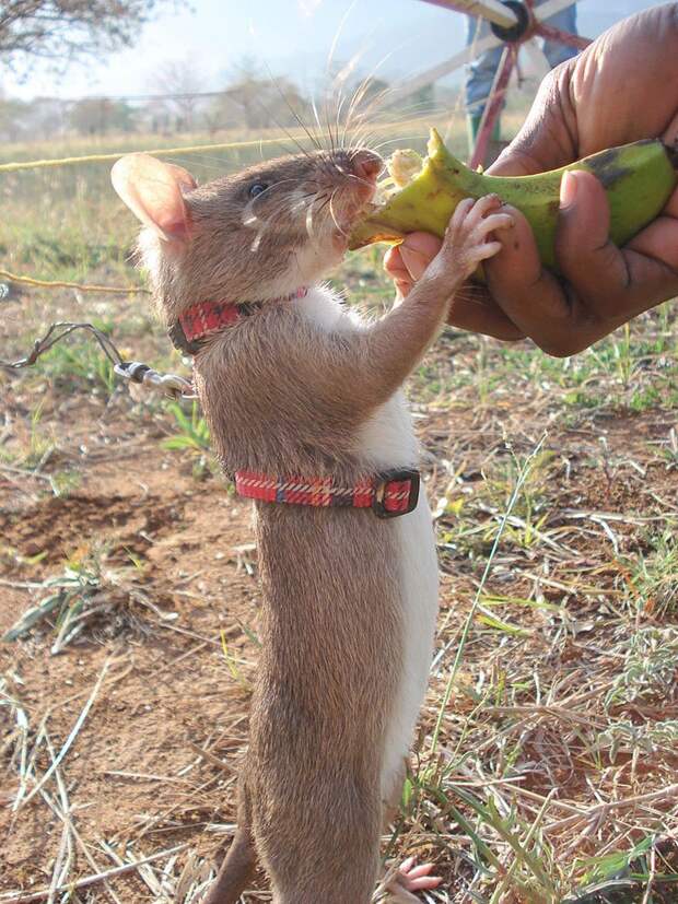 12hero-rats-bomb-demining-africa-apopo-12