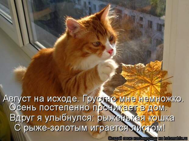 Котоматрица: С рыже-золотым играется листом! Вдруг я улыбнулся: рыженькая кошка Осень постепенно проникает в дом. Август на исходе. Грустно мне немножко.