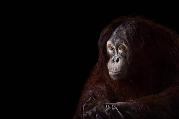 animal-photography-affinity-Brad-Wilson-orangutan-4