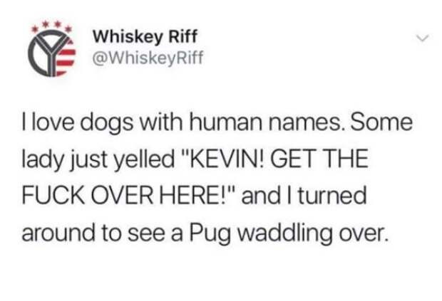 2673522 6 Dog memes youll want to show your dog even though he cant read (32 Photos)