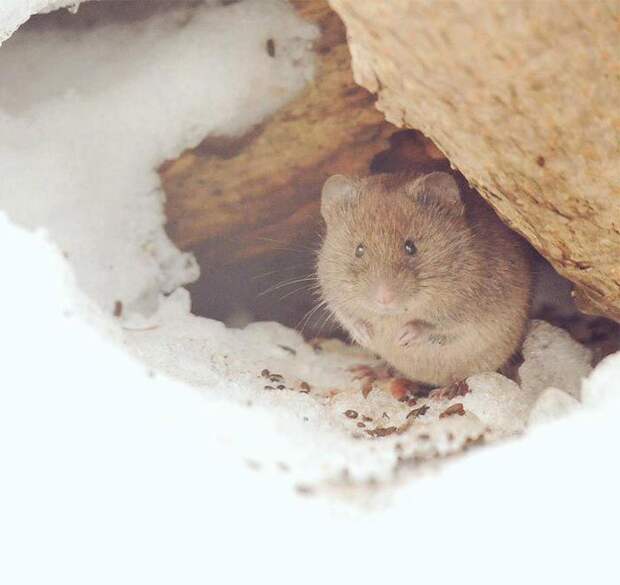 Hokkaido  cute animals, Хоккайдо милые животные