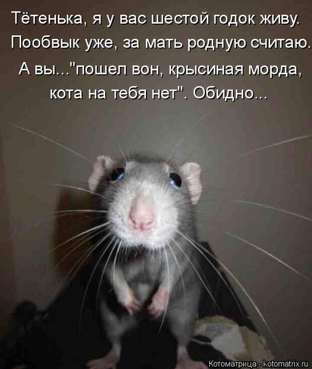 Котяры на приколе и их шаловливые друзья (35 фото)