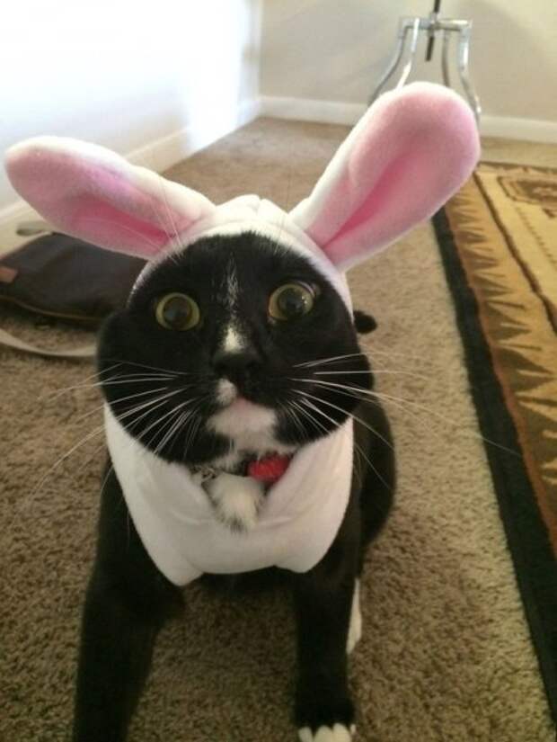 Прикольные животные, которых не плохо кормят.