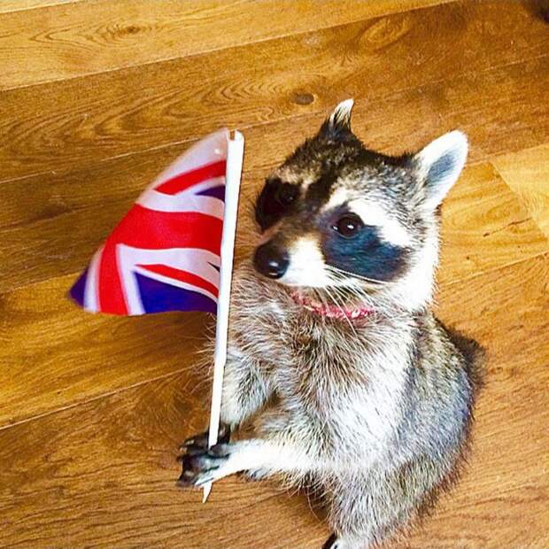 Melanie raccoon, енот Мелани, самый умный енот, енот на велосипеде