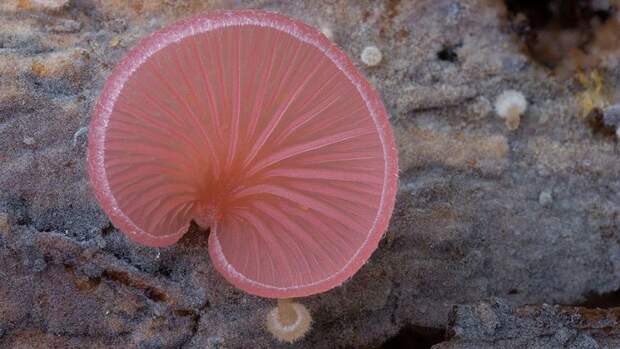 Стив Аксфорд, Steve Axford, красивые грибы, фотографии грибов, необычные грибы