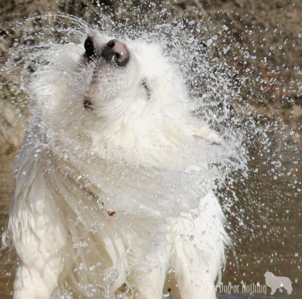 Great Pyrenees