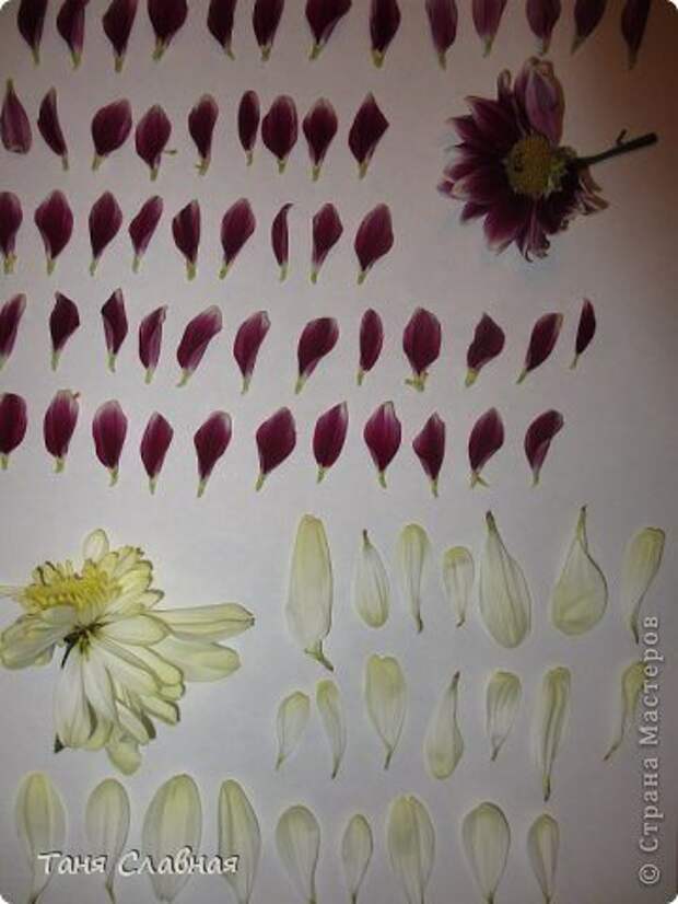 Птицы из засушенных лепестков цветов. Аппликация на стене