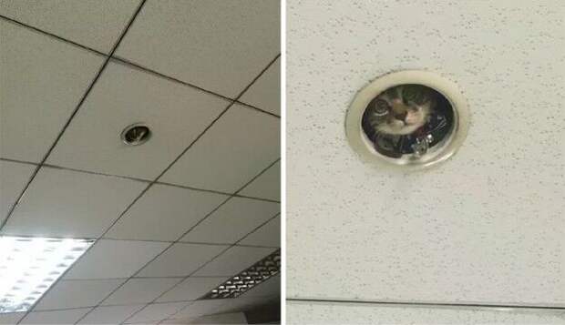 Несколько фотографий, которые доказывают, что все коты — секретные агенты