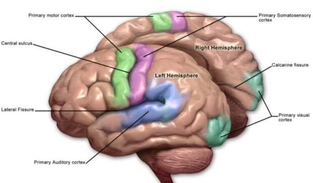 Соматосенсорная кора отмечена фиолетовым цветом