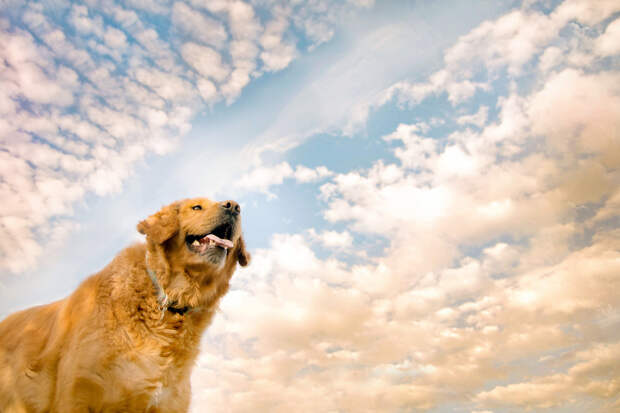 Собачьи портреты Creative Dog Portraits 7 Радостные собаки в объективе девушки подростка