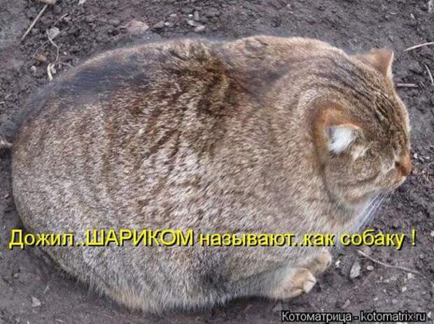 Котоматрицы (картинки с надписями)
