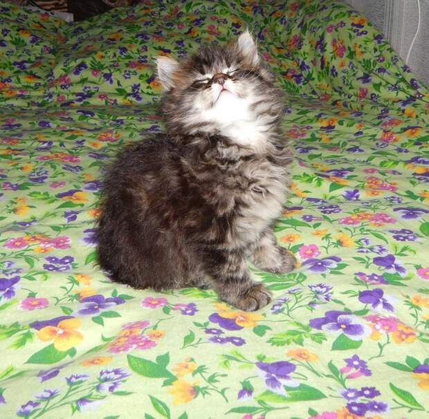 Няшки - Милашки  животные, коты