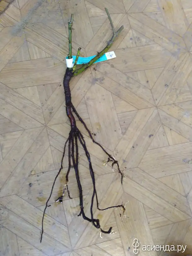 Реанимация роз и ранняя посадка новых.