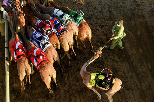 Хэндлеры пасут верблюдов во время гонки с роботами-жокеями в Дубае