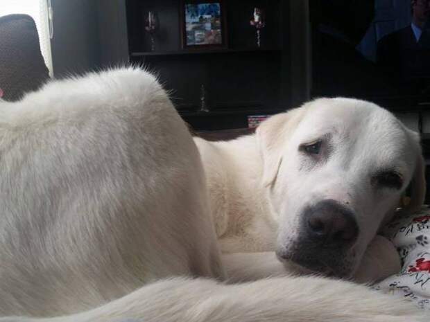 Today on Meet the Giants, the Akbash! Head over to read all about this amazing livestock guardian dog.