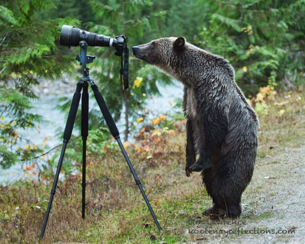 Животные-фотографы животные, фото