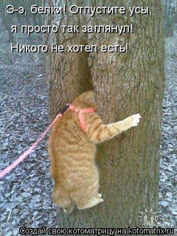 Свежая котоматрица (36 фото)
