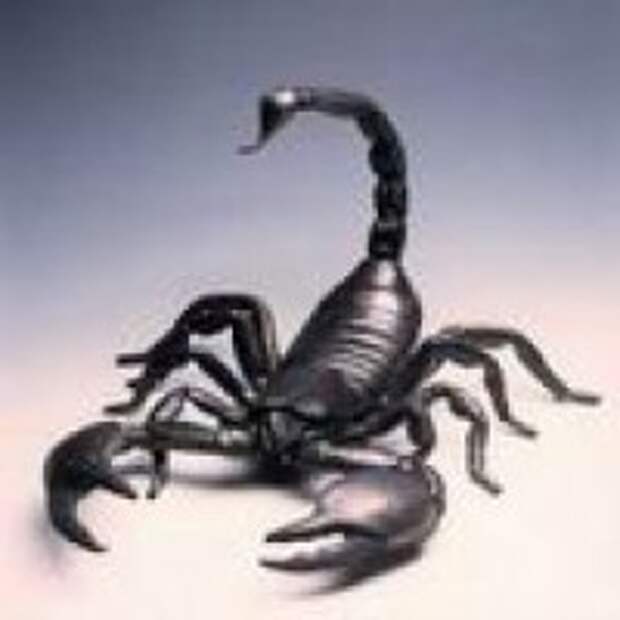 Nik Scorpion