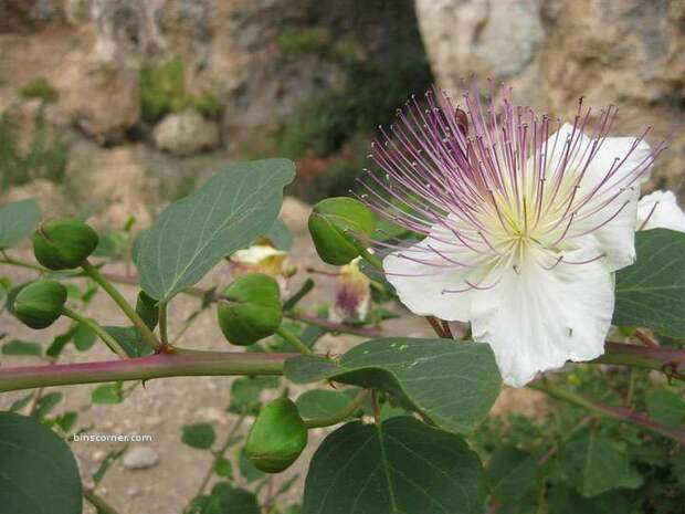 Capers-1