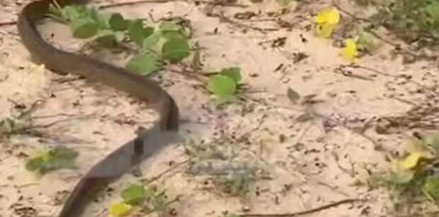 Нашествие крысиных змей: российские туристы возмущены