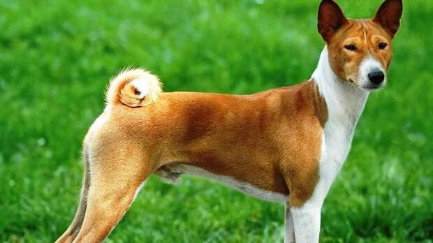 Басенджи, или африканская нелающая собака животные, опасность, собаки, человек