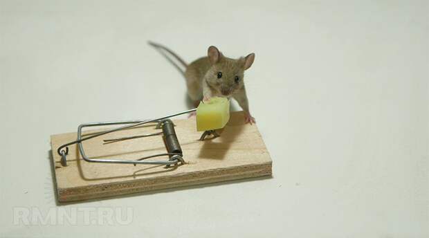 Как избавиться от мышей. Советы и рекомендации по борьбе с грызунами